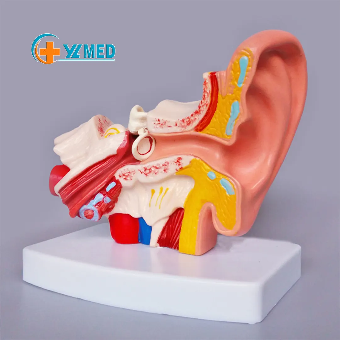 Lehrmittel für biologische Modelle Medizinisches Fach und anatomisches menschliches Simulations modell Desktop-Ohr modell