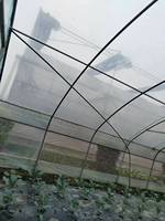 Serre agricole à tunnel unique Jiapei, économique, pour la culture de la tomate
