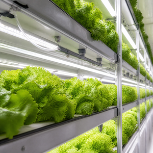 Automated <b>Plant</b> Factory Container Greenhouse Smart Vertical Farming Equipment with Climate Control Pump and Led <b>Grow</b> <b>Lights</b> C00 - Product Image 4