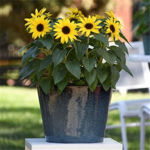 Bốn Mùa Trong Nhà/Ngoài Trời Hạt Hướng Dương Lùn Giống Trang Trí Ăn Được Hoa Cây Cho Ban Công Vườn Vườn Nguồn Cung Cấp - Product Image 3