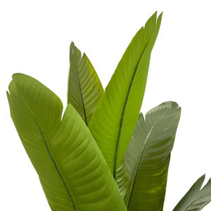 ต้นปาล์มเทียมขนาด120ซม. และบานาน่าสำหรับตกแต่งสวนในร่มของตกแต่งบ้านมีตัวเลือกแบบสด - Product Image 3