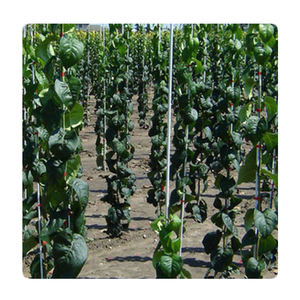 Tiges en fibre de verre pour support tomates - Product Image 6