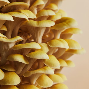 OEM ODM Variedad Home Mushroom Grow Kits Golden Oyster Mushroom Grow Kit <span class=keywords><strong>Bix</strong></span> - Product Image 3