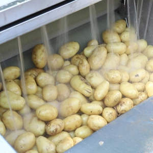 工厂价工业用土豆胡萝卜生姜清洗机土豆工业清洗机不锈钢 - Product Image 1