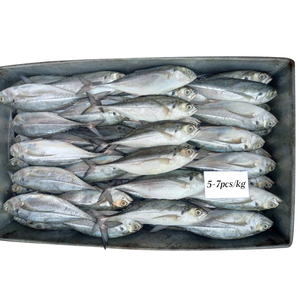 Cavala De Cavalo Congelado Todo Redondo Grande Olho Cavalo Cavala Cavalo Cavala Congelado - Product Image 2