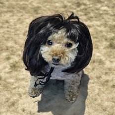 อุปกรณ์เสริมสำหรับสัตว์เลี้ยง ซิงเกิล พัพ วิท บาย โกลด์ กราส พรีเมียม เพ็ท อาร์แอนท์ - Product Image 1