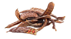 キャロブプロテイン粉末キャロブポッドエキス粉末キャロブパウダー - Product Image 3