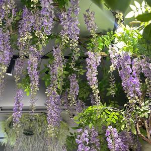 Décoration de fête de mariage CM-TH357 fleur longue branche <span class=keywords><strong>Wistaria</strong></span> 175cm soie glycine fleurs suspendues - Product Image 2