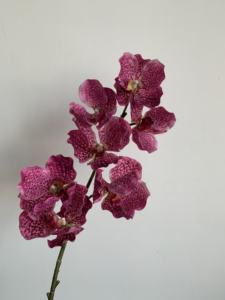 Vente flash, <span class=keywords><strong>orchidée</strong></span> de haute qualité, toucher réel, <span class=keywords><strong>orchidée</strong></span> <span class=keywords><strong>papillon</strong></span> pour décoration de mariage - Product Image 4