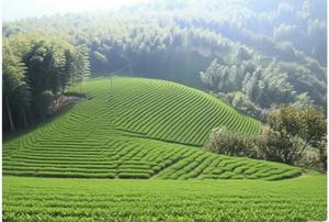 Tùy chỉnh bán buôn trà trắng zhangjiajie và kỹ thuật pha trà phi Di sản truyền thống của dân tộc bai - Product Image 5