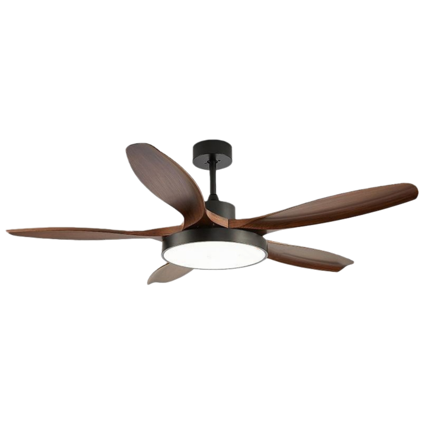 วอลนัทดำ