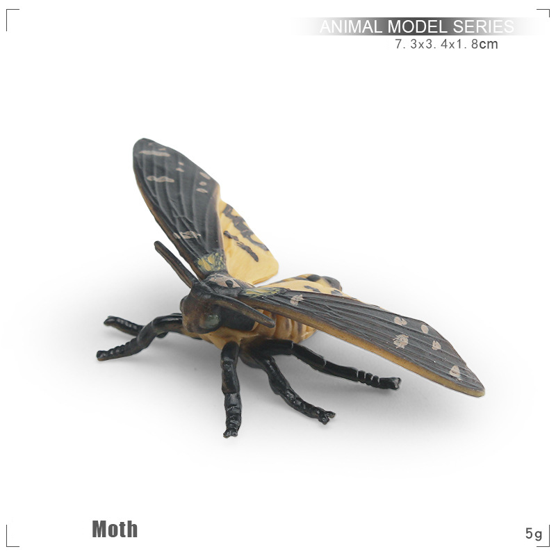 Moth
