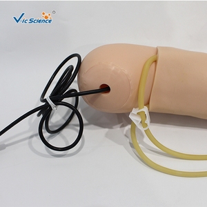 Geavanceerde Arm Bloeddrukmeting Trainingsmodel Voor Medische Wetenschap - Product Image 5