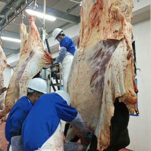 Perlengkapan Rumah Sembelih Ternak Halal, Abattoir Modern - Product Image 4
