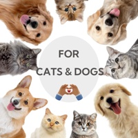 Pâte nutritionnelle multivitaminée OEM ODM pour chiens et chats, complément alimentaire quotidien pour animaux de compagnie, vitamines, immunité, digestion, bien-être