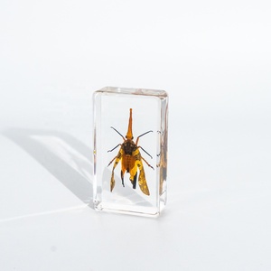 Thực sự lỗi thực sự côn trùng mẫu vật Cicada nhựa hiển thị taxidermy côn trùng tất cả các côn trùng nhúng taxidermy Quà Tặng tự nhiên - Product Image 2