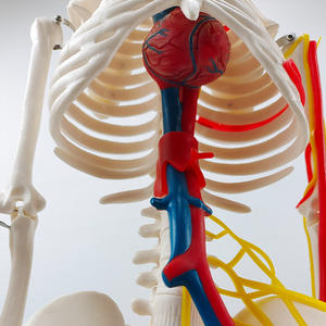 Modelo de Esqueleto Humano de 85 cm con Nervios, Venas y Arterias, Cráneo Extraíble, Mandíbula Móvil, Incluye Soporte para Enseñanza Médica - Product Image 3