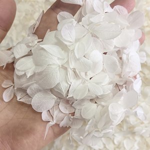 Fleur naturelle au toucher réel, pétales préservés, rose <span class=keywords><strong>crème</strong></span> blanc pur, grande feuille d'hortensia Anna, biodégradable pour confettis de mariage - Product Image 3
