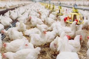 Concentrés de prémélange pour poulets de chair de diverses spécifications personnalisés à différentes étapes - Product Image 3