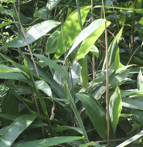 Feuille d'Indocalamus <span class=keywords><strong>de</strong></span> <span class=keywords><strong>bambou</strong></span> entier naturel vert séché brut <span class=keywords><strong>de</strong></span> qualité supérieure - Product Image 4