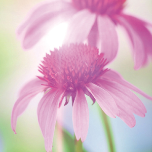 Compléments alimentaires de santé de haute qualité pour adultes de marque privée pour hommes et femmes aide à la relaxation et au sommeil - Product Image 6