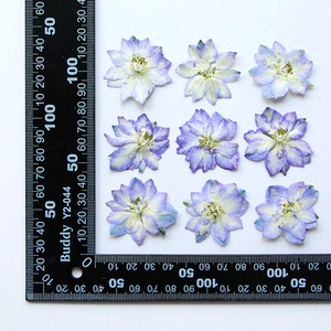 Flores Secas <span class=keywords><strong>de</strong></span> Houldstooth, Flores Prensadas para Manualidades, Marcador con Relieve, Flores Secas en Goma, Carcasa <span class=keywords><strong>de</strong></span> Teléfono con Flores Secas, Especímenes <span class=keywords><strong>de</strong></span> Plantas - Product Image 2