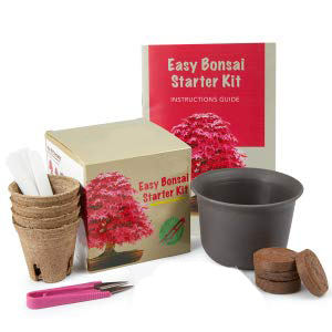 Nouveau produit 2023 Mini kit de bonsaï artisanal pour loisirs créatifs Notre kit complet pour débutants Idées cadeaux de Noël Kit de démarrage pour bonsaï - Product Image 4