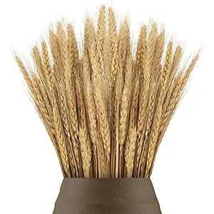 100 tiges de blé <span class=keywords><strong>séchées</strong></span> naturelles, <span class=keywords><strong>bouquet</strong></span> de décoration bohème pour la maison avec fleurs <span class=keywords><strong>séchées</strong></span> pour la décoration de cheminée - Product Image 2