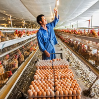 Ruixing – Bâtiments préfabriqués modernes à structure en acier pour fermes avicoles et bovines, hangars, ateliers, résistance au vent élevée
