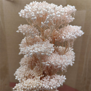 Nouveau Bouquet de Fleurs Séchées et Préservées Mini Fleur de Riz Effet Naturel Haute Qualité Tige Fraîche Décoration Éternelle pour la Maison - Product Image 2