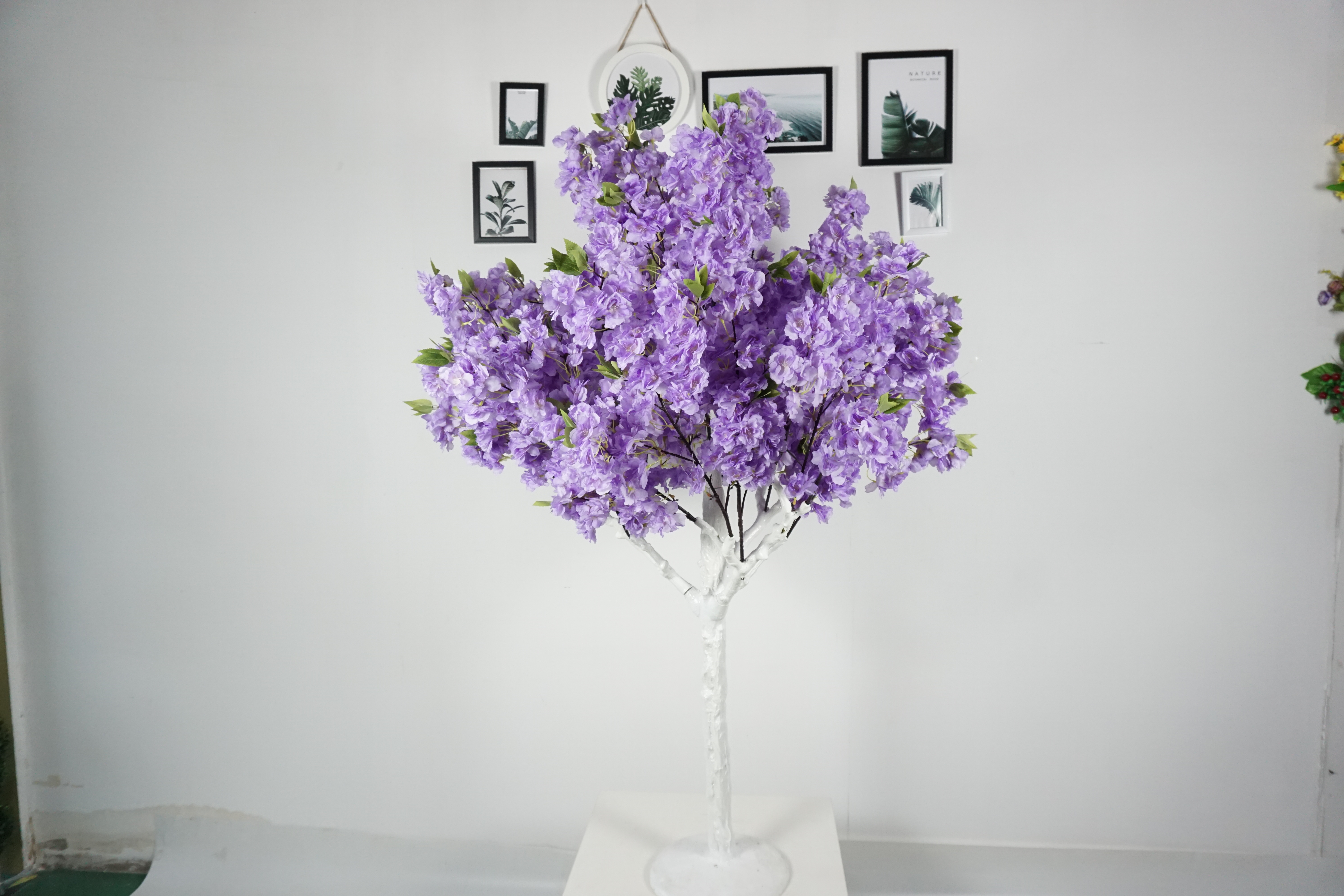 Pourpre