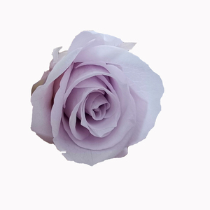 Offre Spéciale préservé rouge coupées fraîches roses fleur <span class=keywords><strong>tête</strong></span> dans une boîte cadeau pour mur de fleurs artificielles - Product Image 1