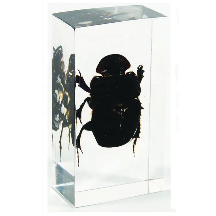Настоящие образцы насекомых навоза жука смолы пресс-папье