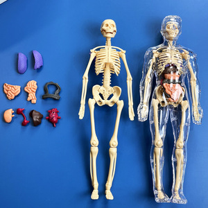 Poupée Anatomie Humaine Jouet Éducatif Vintage, Années 1980