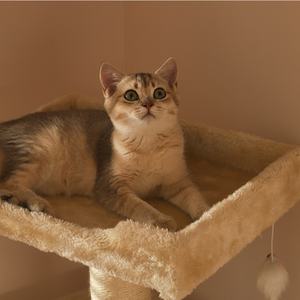 대형 고양이 트리: 숨숨집과 점프대 일체형 스카이 기둥, 가정용 고양이 스크래처 및 캣타워 용품 - Product Image 3