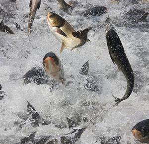 מחיר המפעל 2025 מחיר המפעל mycoprotein msg חלבון גבוה 70% דק - Product Image 4