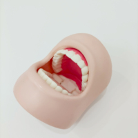 Le modèle de dents grandeur nature en PVC éducatif scientifique médical démontre la protection de nettoyage de cavité dentaire pour les soins de santé bucco-dentaire
