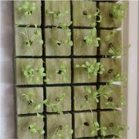 Cubes de laine de roche pour culture hydroponique sans sol, blocs de semis en laine de roche pour la propagation de légumes et de fleurs