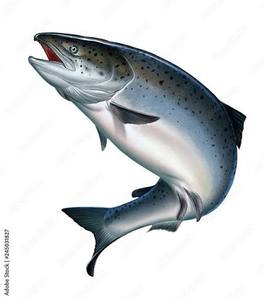 <span class=keywords><strong>Salmone</strong></span> Atlantico Intero Congelato BQF Premium 100% Naturale, Basso Contenuto di Carboidrati, Alto Contenuto Proteico, Esportazione all'Ingrosso per Servizi di Ristorazione - Product Image 5