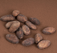 Venta Directa de Granos de Cacao Crudos de Ecuador CCN51, Ingredientes de Cacao Sudamericanos