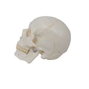 Modèle <span class=keywords><strong>de</strong></span> crâne humain numéroté convivial à des fins éducatives, idéal pour les cours secondaires et universitaires - Product Image 1