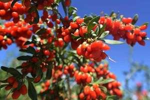 supplément pour la santé des hommes extrait de <span class=keywords><strong>goji</strong></span> chinois en poudre extrait de baie de <span class=keywords><strong>goji</strong></span> de qualité alimentaire - Product Image 3