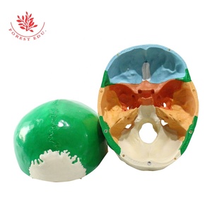 กะโหลกศีรษะรุ่นขนาดชีวิต<span class=keywords><strong>สี</strong></span>มนุษย์<span class=keywords><strong>สี</strong></span>ตัดกัน<span class=keywords><strong>สี</strong></span>เพื่อแยกความแตกต่างต่างๆกระดูกแผ่นส่วนกายวิภาคศาสตร์กะโหลกศีรษะ - Product Image 6