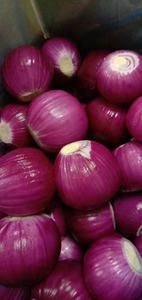 Gepelde ui, helemaal in de koudeketen verwerkt, vacuüm verpakt om de versheid te behouden en de originele uiensmaak te behouden. - Product Image 6