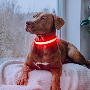 Collier LED électronique pour chien, réglable, rechargeable, colliers réfléchissants LED pour chiens, produits anti-perte pour chiens de nuit - Product Image 6