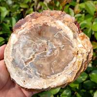 Meistverkaufte Rohe Kristalle Heilsteine Roher Stein Versteinertes Holz Platte zur Dekoration