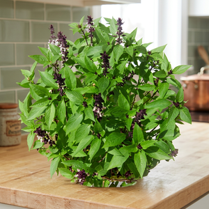 Graines de Sabja Naturelles, Graines de Basilic, Ocimum Basilicum, Matière Végétale Séchée, Ingrédient Alimentaire de Qualité, Origine Inde - Product Image 6
