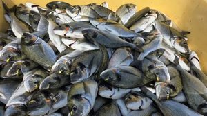 Orata di Mare Congelata, Pesce Orata di Mare da Allevamento - Product Image 2