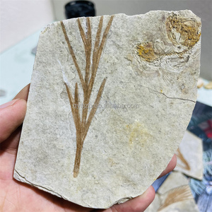 Fósil de Liaoningocladus Boii, Especímen Vegetal del Cretácico Temprano para Estudio Geológico, Exhibición Paleontológica en Casa, Fósil de Planta de la Rama Liaoning - Product Image 2