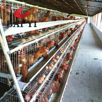 Prix des Cages à Poules Pondeuses en Batterie - Ventes au Cameroun